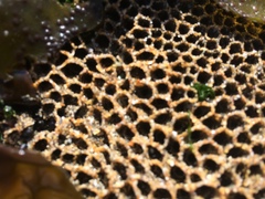 Image of Phragmatopoma californica