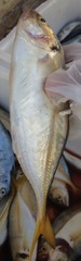 Trachurus