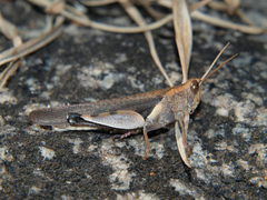 Oxycatantops adustus