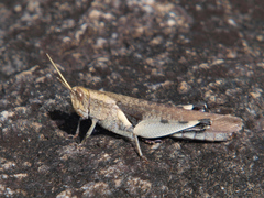 Oxycatantops adustus