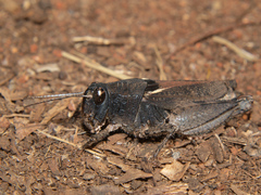 Phymeurus granulatus