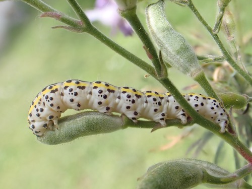 Periphanes delphinii