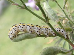 Periphanes delphinii