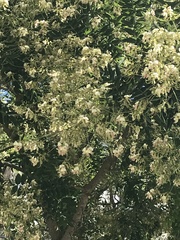 Styphnolobium