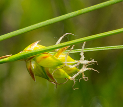 Carex oligosperma