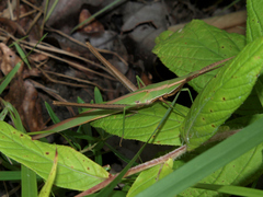 Acrida acuminata