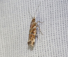 Aristotelia argentifera