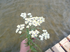 Achillea salicifolia