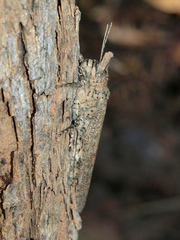 Pristocorypha corneola