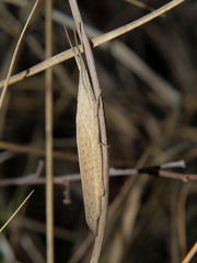 Glyphoclonus miripennis
