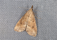 Schrankia taenialis