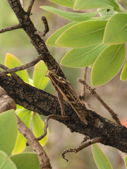 Ornithacris pictula