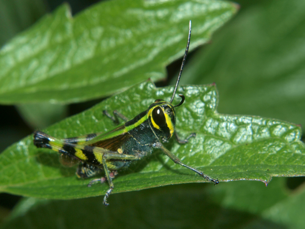 Heteracris attenuata