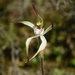 Caladenia bicalliata - Photo (c) johneichler,  זכויות יוצרים חלקיות (CC BY-NC), הועלה על ידי johneichler