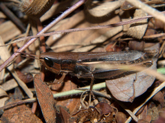 Tristria angolensis