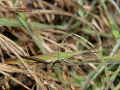 Acrida acuminata