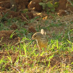 Prinia maculosa exultans