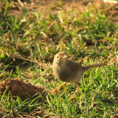Cisticola fulvicapilla fulvicapilla