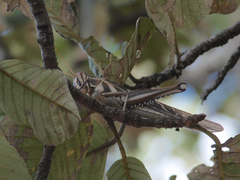 Ornithacris pictula