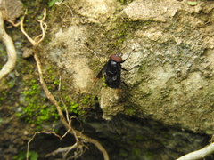 Copestylum violaceum