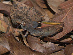 Phymeurus granulatus