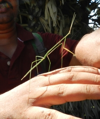 Schizocephala bicornis