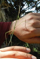 Schizocephala bicornis