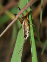 Parodontomelus brachypterus