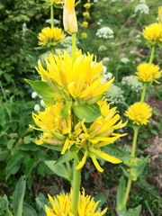 Gentiana lutea symphyandra