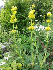 Gentiana lutea symphyandra