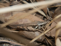 Catantops melanostictus