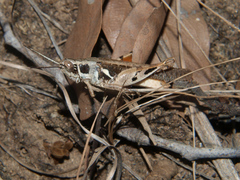 Catantops melanostictus