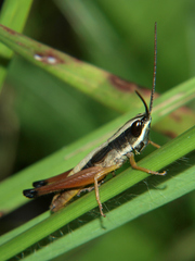 Parodontomelus brachypterus