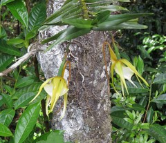 Angraecum viguieri image