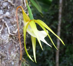 Angraecum viguieri image