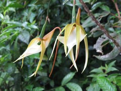 Angraecum viguieri image