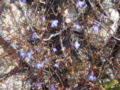Lobelia setacea
