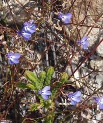 Lobelia setacea