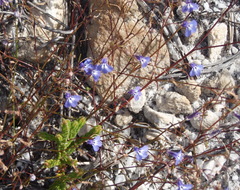 Lobelia setacea