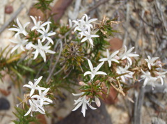 Merciera brevifolia
