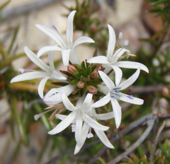 Merciera brevifolia