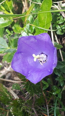 Campanula raineri