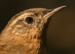 Troglodytes aedon brunneicollis