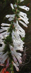Erica colorans