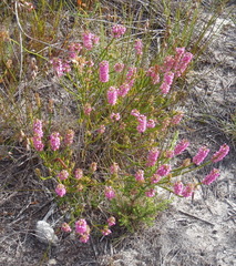 Erica elimensis
