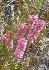 Erica elimensis
