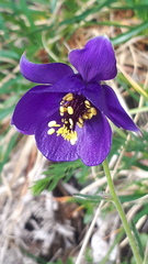 Aquilegia confusa