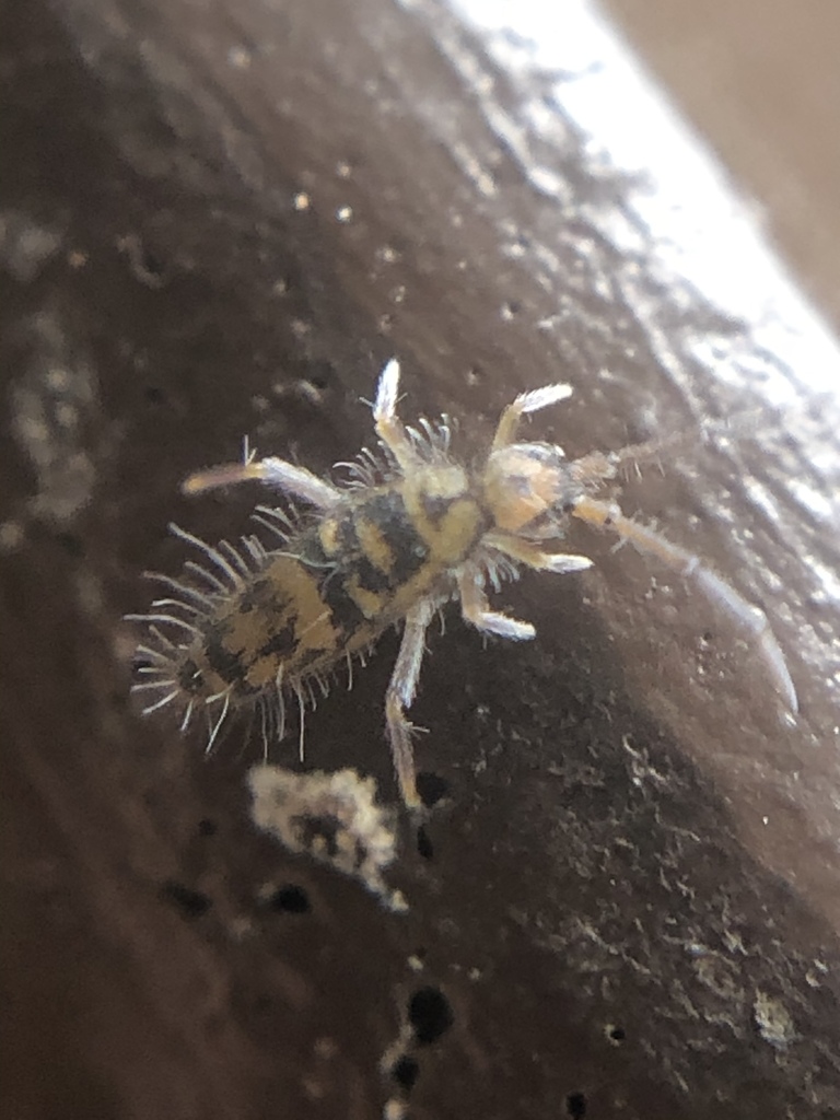 Entomobrya comparata