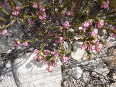 Erica labialis