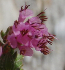 Erica labialis